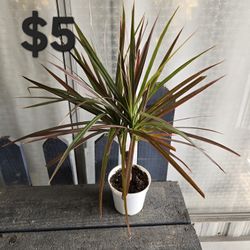 Dracaena 