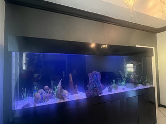 Fish Tank 600 Gallon