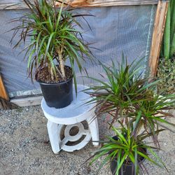 Dracaena Dragon Plant 10" Pot $ 8 Each / 2 For $15