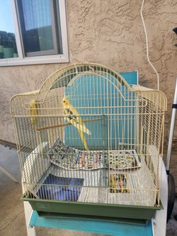  Bird Cage 