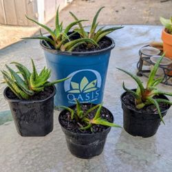 Succulents