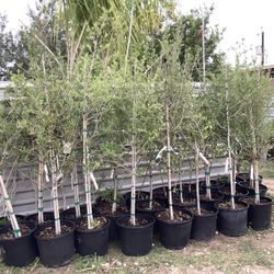 Live Oak Trees 7gallon  @956@292@@8442