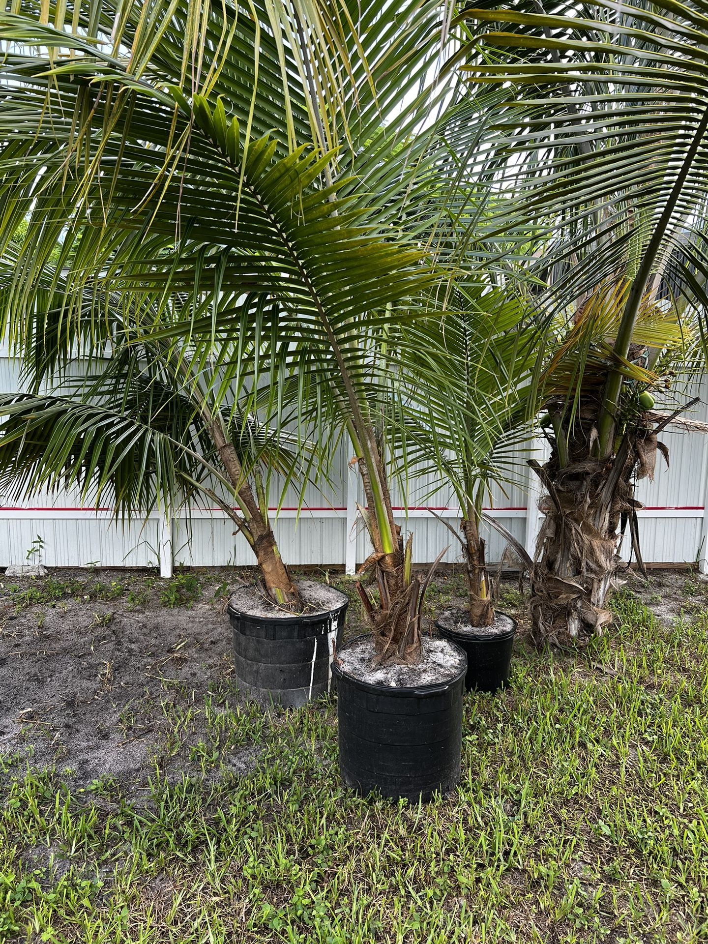Coconut Tree