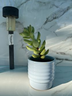 Small Succulent Plants