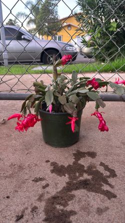 Thanksgiving Cactus 