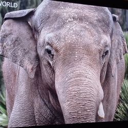 No Remote 36" Sony Flatscreen HD Tv Television 