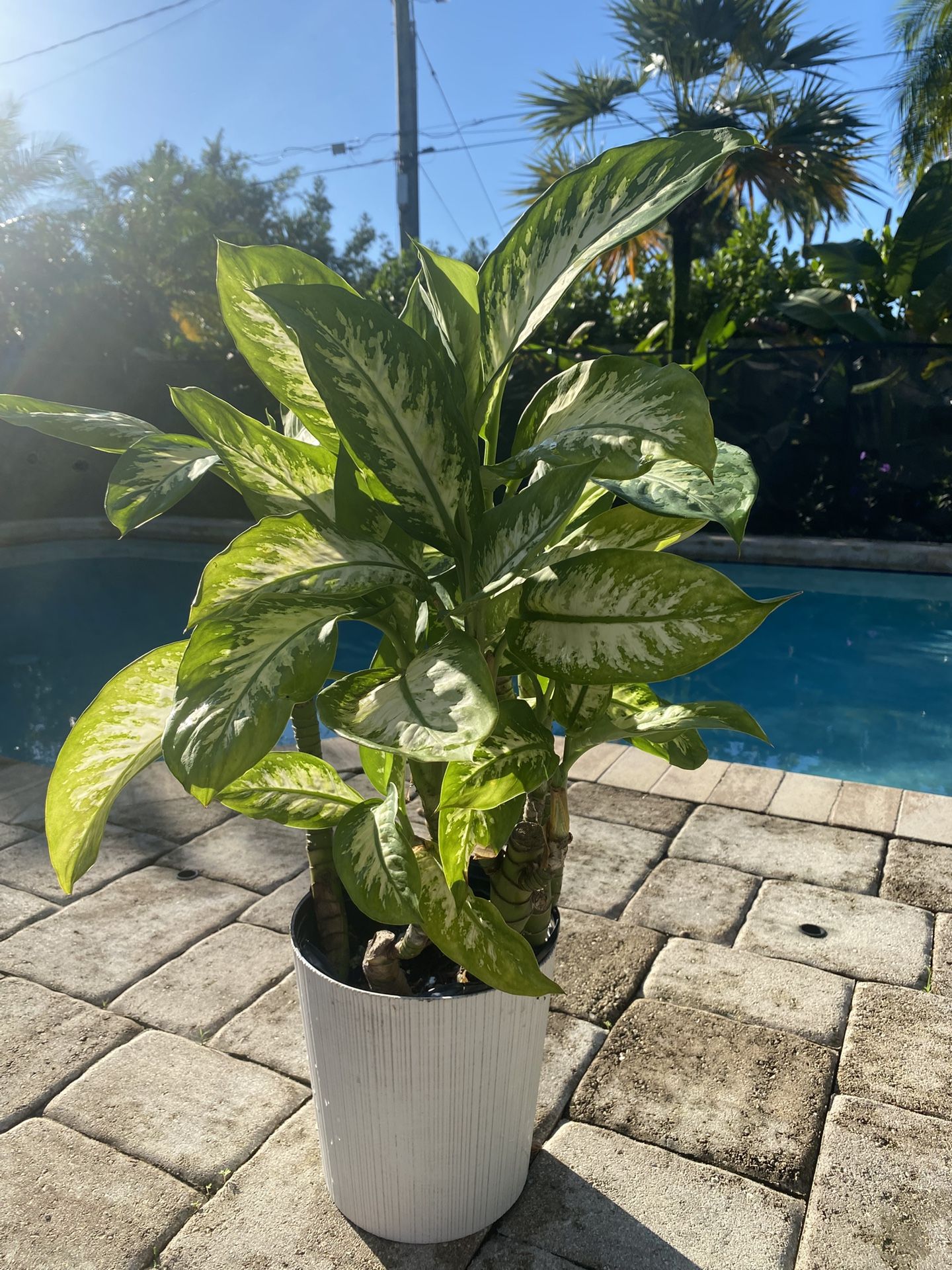 2 1/2 ft Tall Dieffenbachia w/ Planter