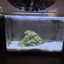 Fluval 5 Gallon Aquarium 