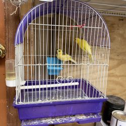 Bird Cage