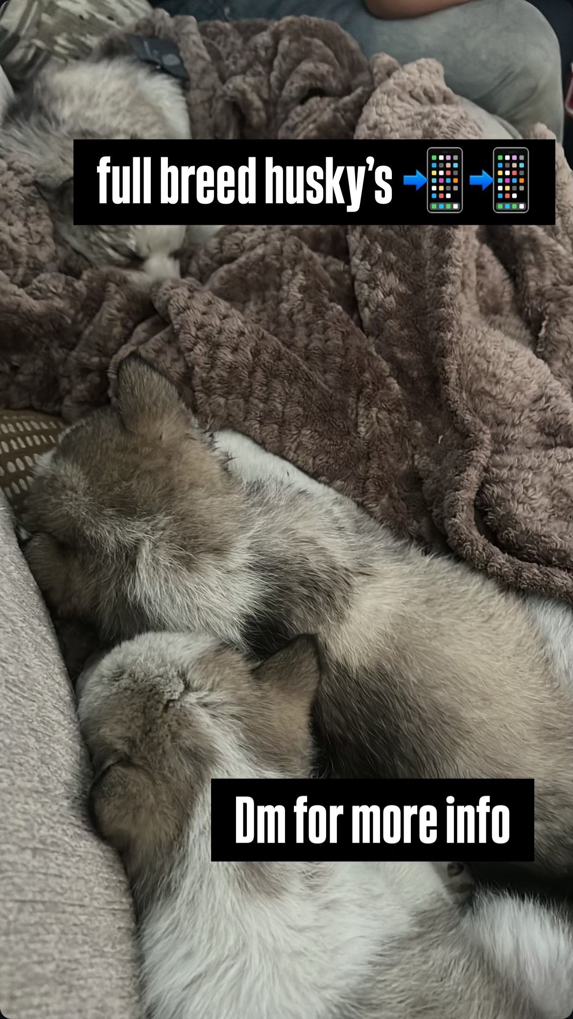 baby huskys