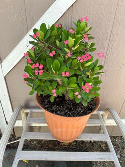 Crown of thorns plant in plastic pot