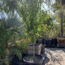 Mexican Key Lime Tree 25gal 