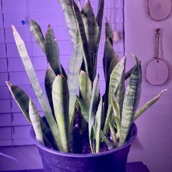 Snake Plant