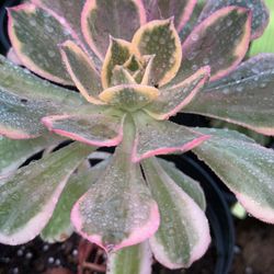 Aeonium Starts 