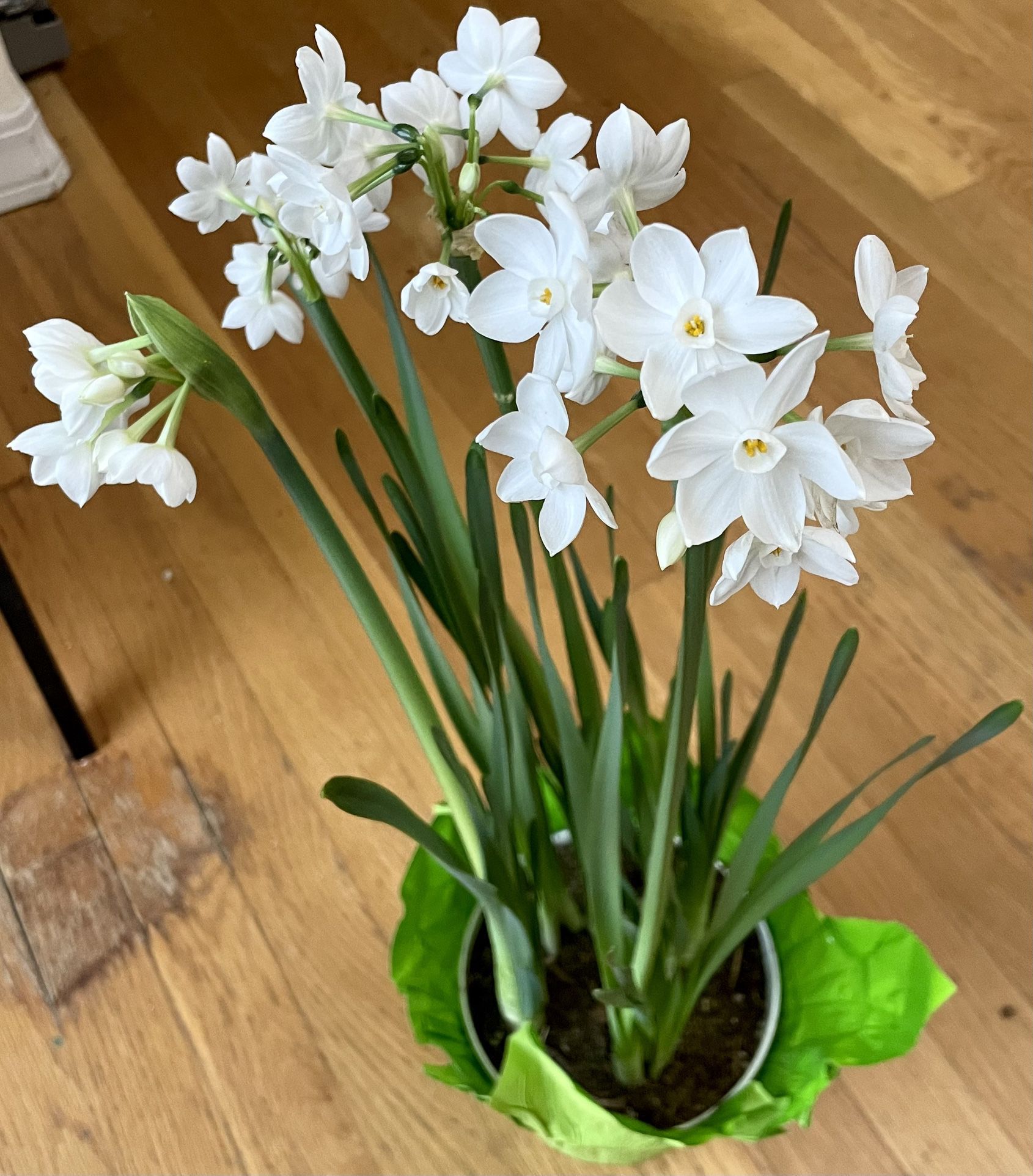 Live Paperwhite Narcissus Plant in 6in. Pot/ Holiday Sale 🎉 / Free Delivery Available