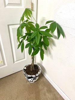 Money 💰 Tree 🌴 Plant