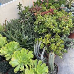 Large Succulent Plants