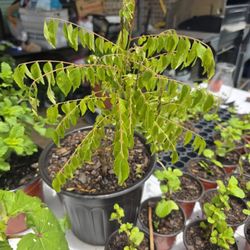 Indian Curry Leaves Plant With Large Roots 