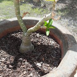 Huge Pot With Huge Redwith White Color Desert Rose In Weeki Wachee Spring Hill
