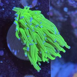 Plastic Mushrooms And Torches 