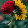 Flor
