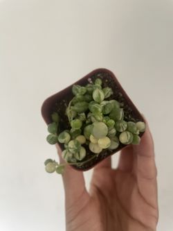 Variegated String Of Pearls