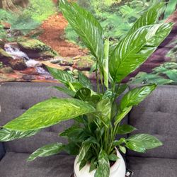 ♥️🌿Super Healthy variegated Peace Lilly🙏PLS Read Description
