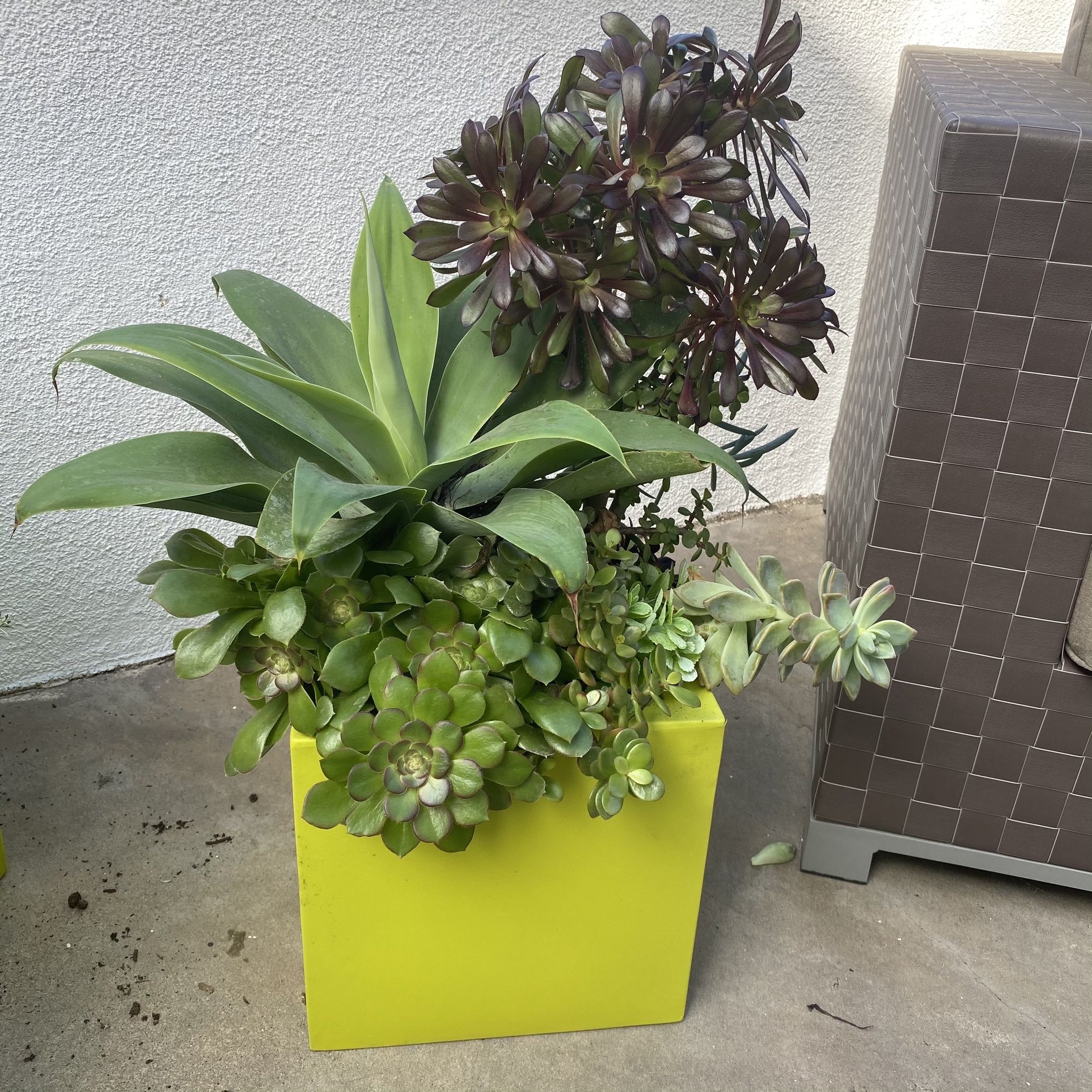 Outdoor Green Planter With Succulents