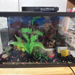 10-gallon Aquarium 