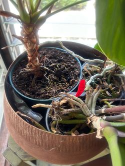 Orchids