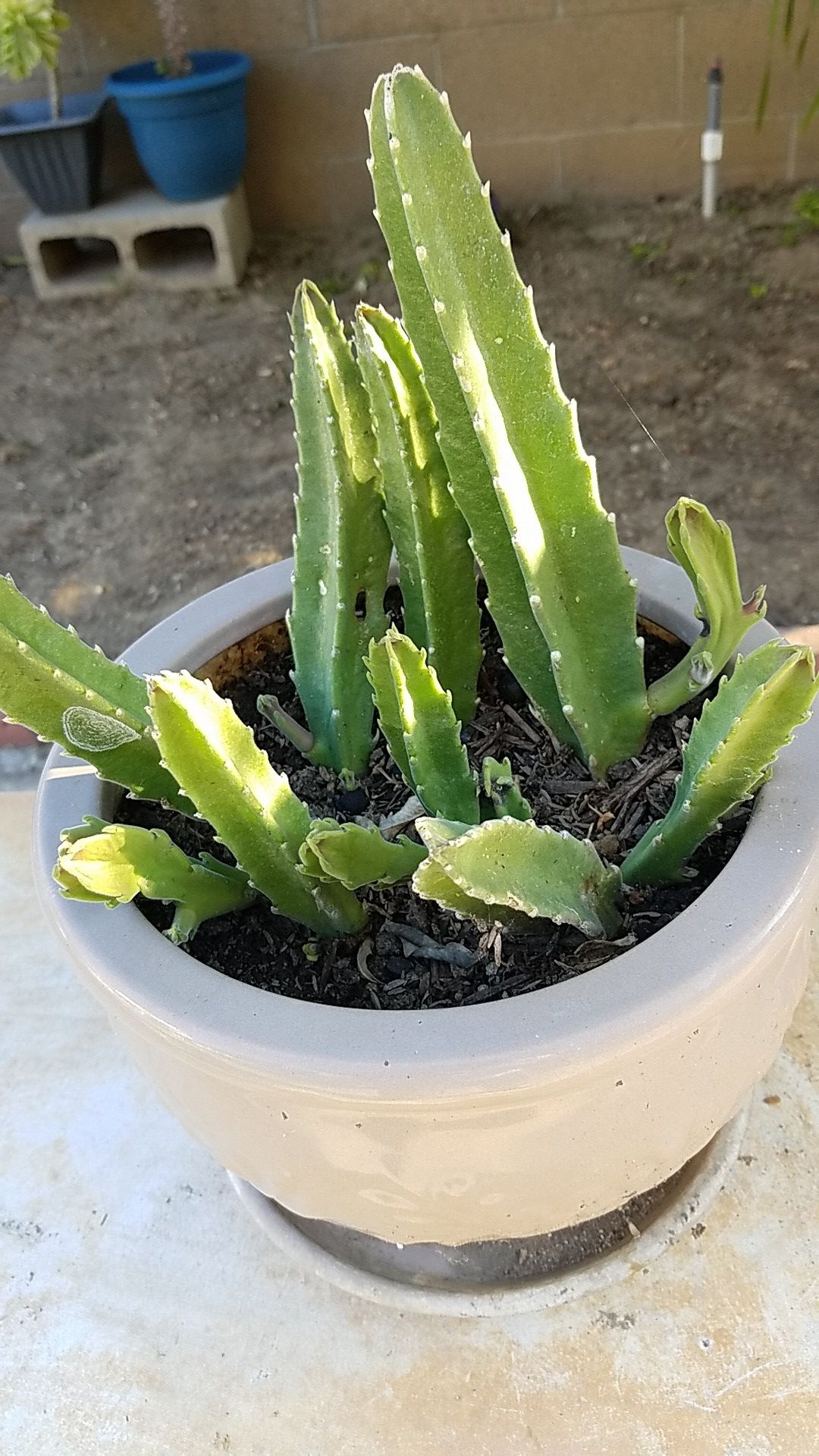 Starfish flower succulent