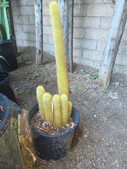 Golden mokey tail
