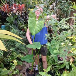 Massive Elephant Ear Potted Plant Landscape Plant