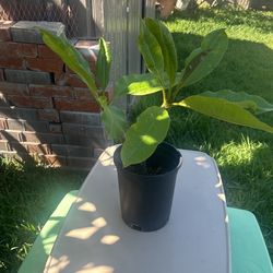 Plumeria 