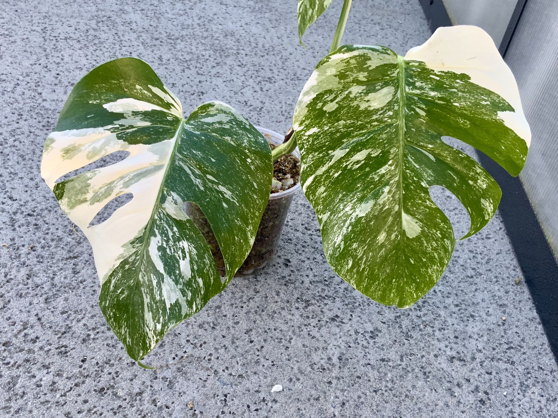 Monstera Borsigiana Albo