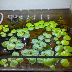Frogbit Aquarium Floating Plant 