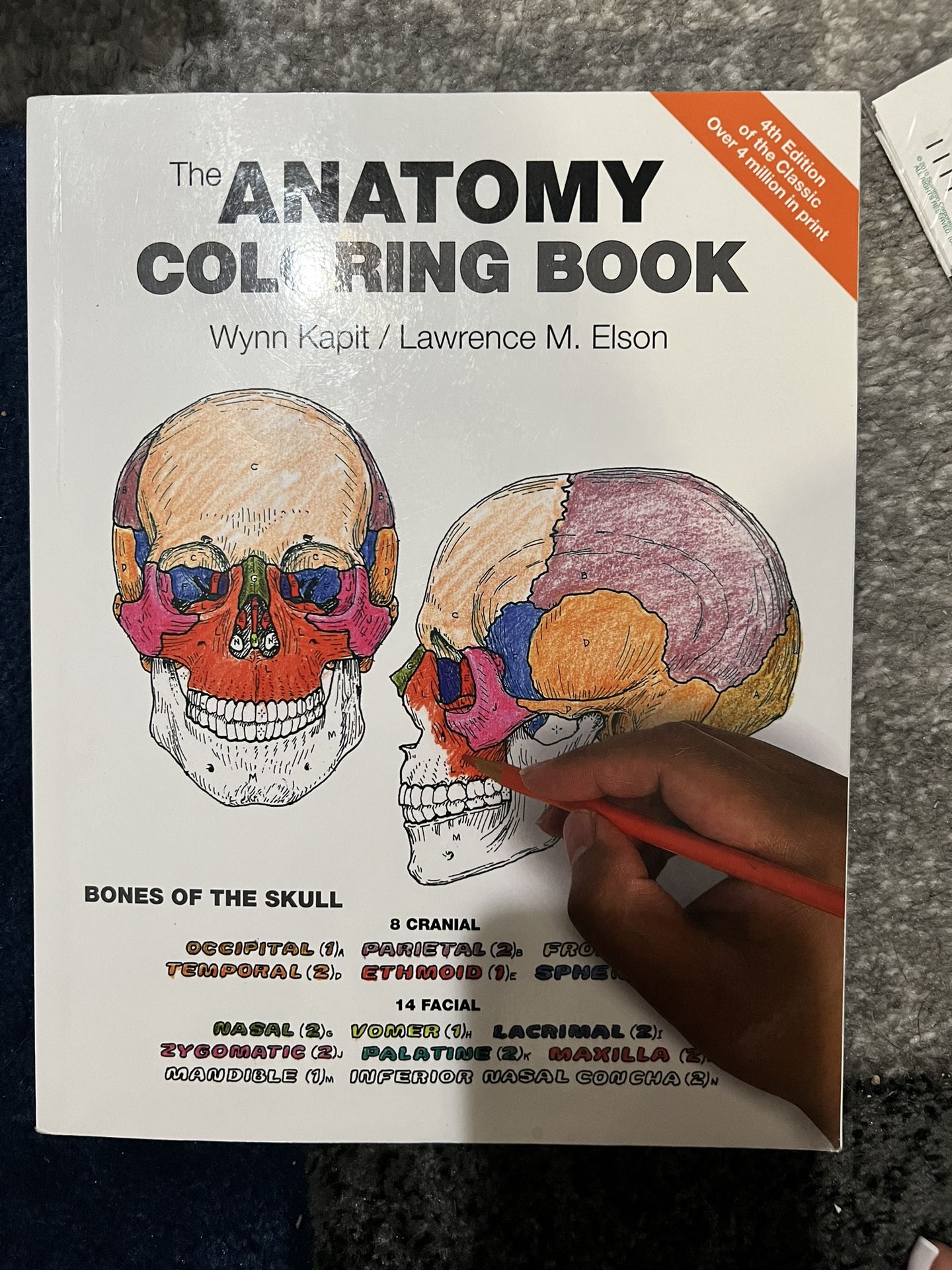 Anatomy Coloring Book 