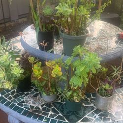 Outdoor Plants