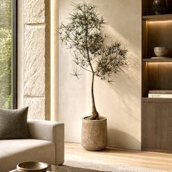 ~ 6 Ft Queensland Bottle Tree/ Brachychiton Rupestris ( Planter Included)