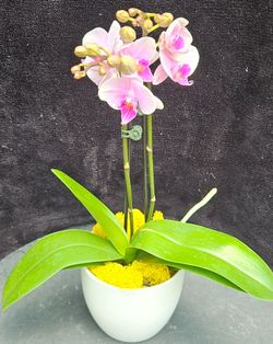 ​Succulents and Orchids –