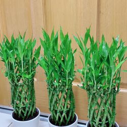 Pineapple Lucky Bamboo Plants 