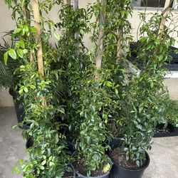 Pandorea Purple And White Flowers 5 Gallon20$ Each