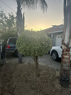 Naranjitos Tree & Bush Trimming 