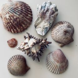 Costal Decor - Sea Shells