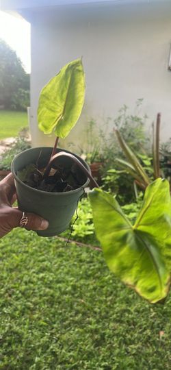 Elephant ear plant live