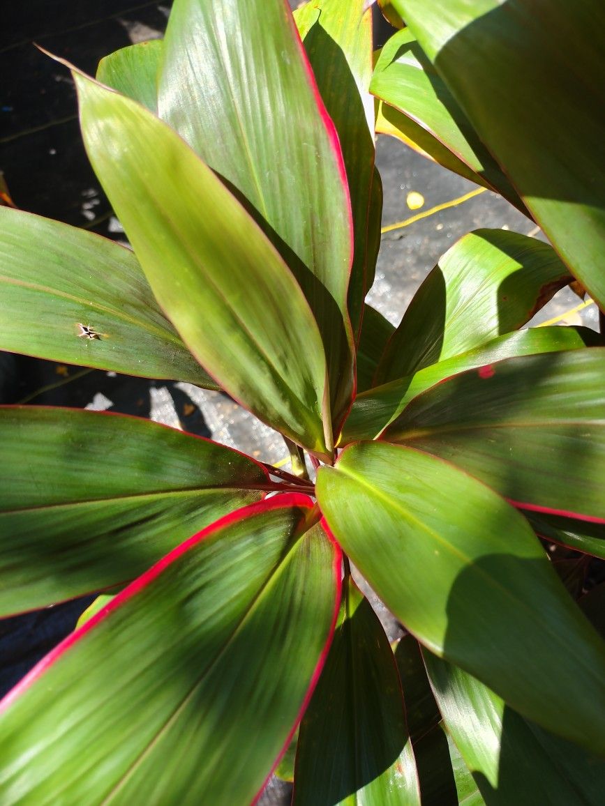 Cordyline Maria (Hawaiian Ti)