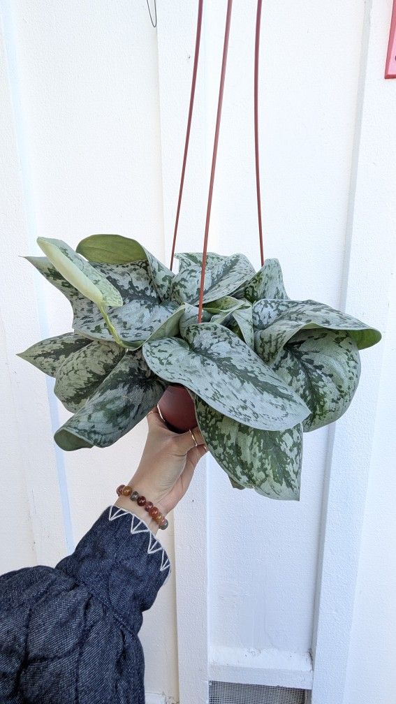 Scindapsus Pictus Exotica Silver Pothos Plant 6" Pot - Indoor House Plants