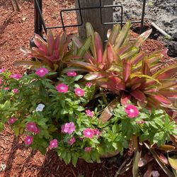 Bromeliads With Colorful Vincas