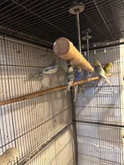 Bird cage