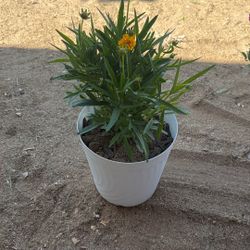 Coreopsis Plant 